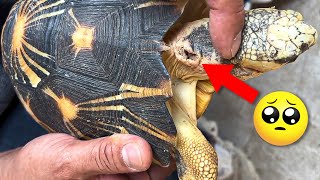 Increíble rescates de animales captados en camara! 😱