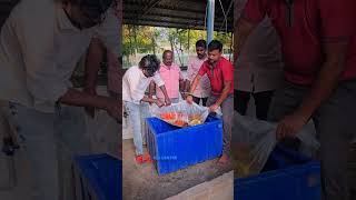 Quarantined and packed to Udupi... to buy call us @ +919003424998 ; +919600124725