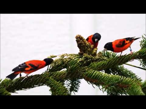 PÁSSAROS VERMELHOS NA NATUREZA