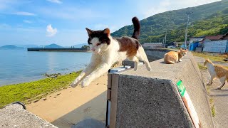 A Peaceful Cat Island in Japan Surrounded by Nature 🐈 🏝️