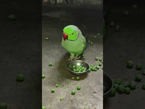 angry 😡 parrot reaction 🤬👿 #petbird #talkingparot #funny #comedy #viralshort