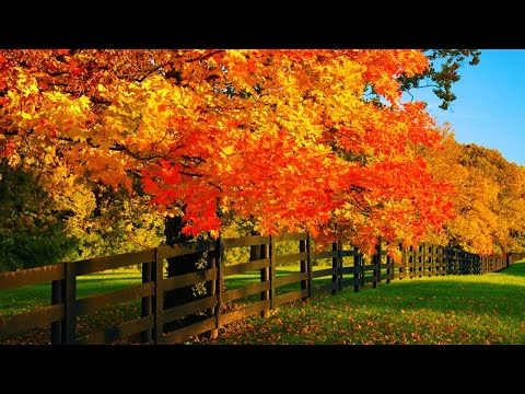 Beautiful Relaxing Music, Peaceful Soothing music &quot;September Autumn Leaves&quot; in 4k by Tim Janis