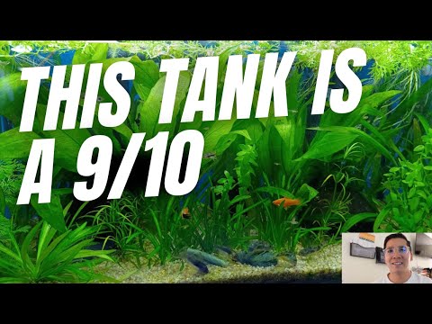 Rating Real People's Aquariums - Scape & Compatibi *******
Become a better fish keeper in 10 mins/week by joining our free newsletter_
https_//thedirty