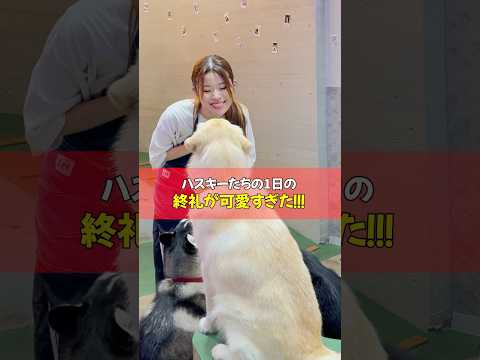 現行犯逮捕⁉️いたずら王ひまわり君の終礼🐾#ハスキー #可愛い #大型犬