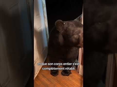 L'Ours rend visite à son sauveur 🐻 #mignon #ours #animaux
