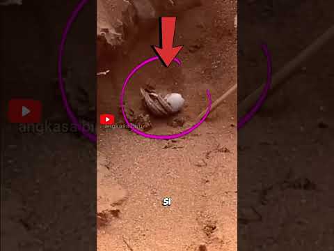 Jangan Gali Lubang Ini di Padang Pasir! Tersembunyi Sicarius! #faktahewan #sicarius #shortsviral