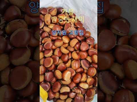 가을 밤줍는 <strong>재미</strong> 배경음악 양지원 고향집