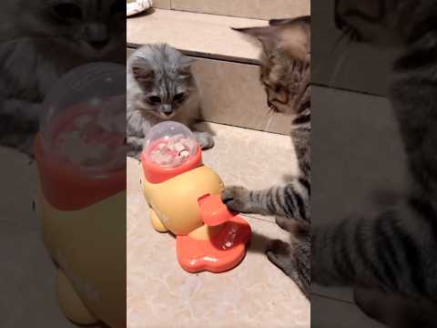 This Cat Figured Out the Feeder—Now He’s in Control! 🐈‍⬛ #cat #고양이