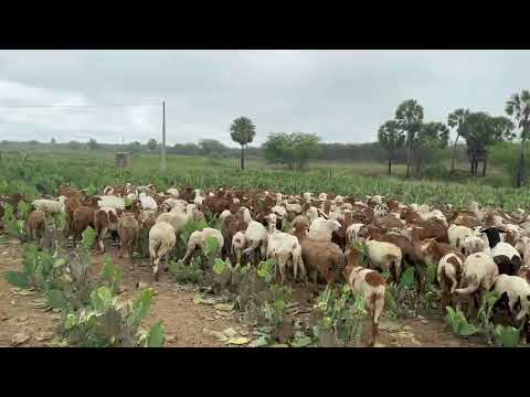 PASTEJO PALMA - 1° MUDANÇA DE PIQUETES