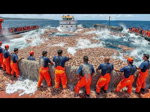 Longline Giant Tuna Catch   100 Tons of Fish a Day – Japan's Giant Net Dredges the Ocean!