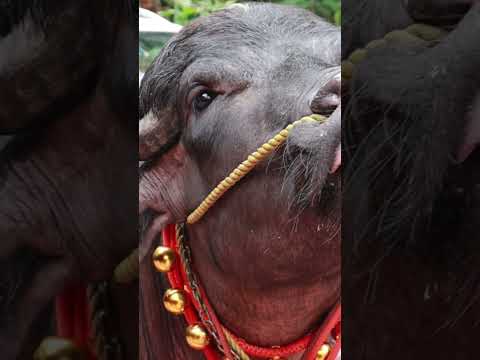 ഇറച്ചി വെട്ടുകാരെ തിരിച്ചറിയുന്ന പോത്ത്