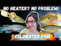 Aquarium Fish Characteristics and Care