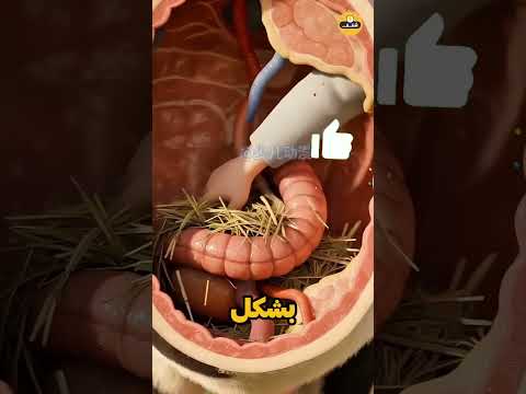 أبي أجرى عملية للبقرة... وحدث ما لم يكن متوقعاً! 😱🐮