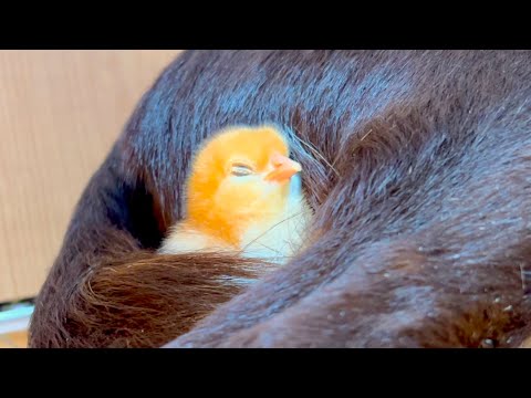 猫の動画サムネイル - 気づいたらヒヨコが信じられない所で爆睡してました
