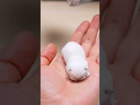Cutest pill 💊 ever 😚 #viralshorts  #shortvideo #trending #cuteanimals #youtubeshorts #viralvideo #yt