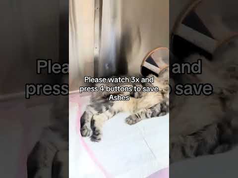 Update: <strong>Ashes</strong>, the paralyzed cat we rescued last week after being run over, is slowly recovering.