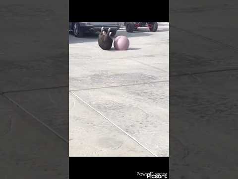 Funny pets | #funnyanimals  |#shorts |#shortvideo #funny