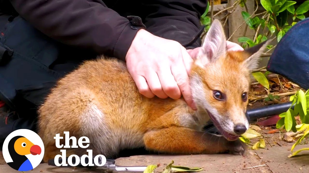 Tangled Baby Fox Calms Down For His Rescuer - The Dodo