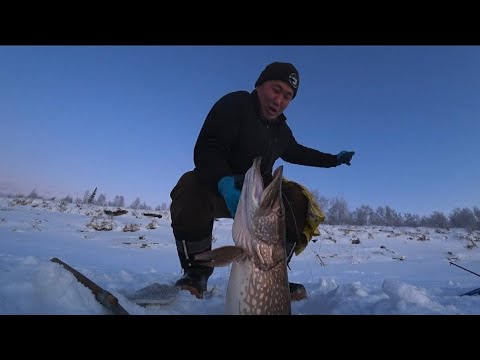 Зарядил жерлицу в коряжнике и она попалась! Жерлицы семеныча это нечто!