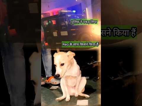 Baby Dog की हालत हैं नाज़ुक police ने Reo का गुनहगार पकड़ा | #youtubeshorts #petssvlog