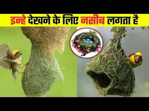 पक्षियों के बनाये सबसे सुन्दर घोंसले 😍 | Most Beautiful Bird Nests in the World