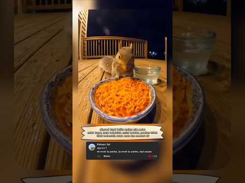 ekspresi tupai ketika makan mie pedas😱