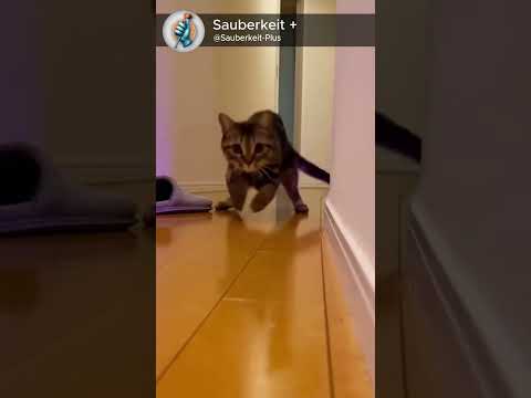 Attack failed successfully 😹