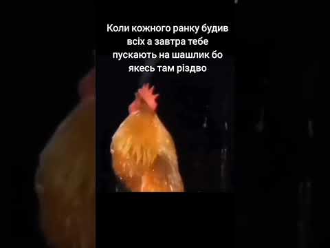 Бідний Когут