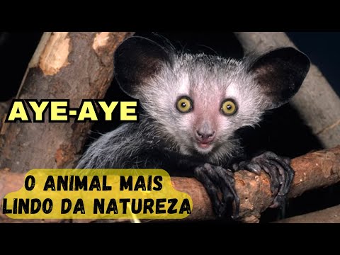 AYE-AYE - UM DOS ANIMAIS MAIS ESTRANHOS E CURIOSOS DA NATUREZA UM BICHO DE MADAGASCAR BEM DIFFERENTE