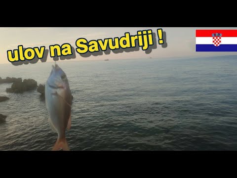 ribe na SAVUDRIJI ??! ( neverjetno )