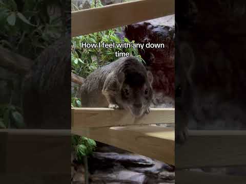 How I Feel with Any Down Time #funny #helpmemakethismakesense #cute