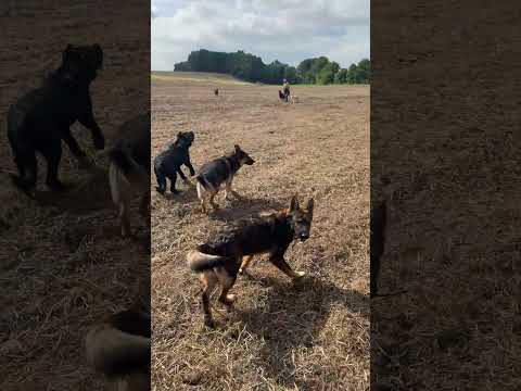 erlaubte Hundebegegnung #germanshepherd #hundetraining #ohneleine #shorts