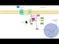 Hedgehog Signaling Pathway Concepts