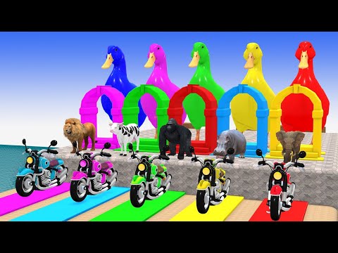 Long Slide Game With Hippopotamus Gorilla Elephant Lion Cow - Funny 3d Animals
