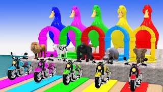Long Slide Game With Hippopotamus Gorilla Elephant Lion Cow - Funny 3d Animals