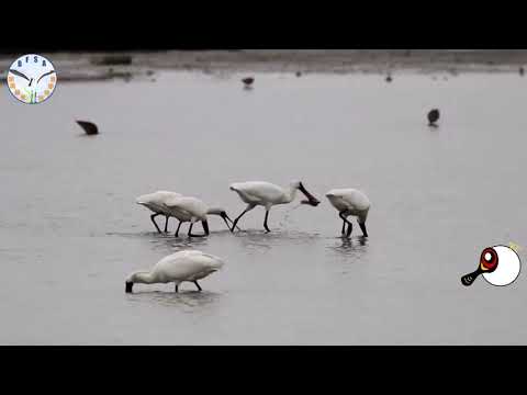 Black faced Spoonbill 布袋年輕黑琵 - YouTube(1分30秒)