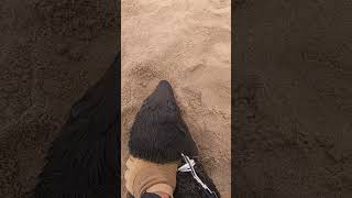 Saving Baby Seal in Namibia