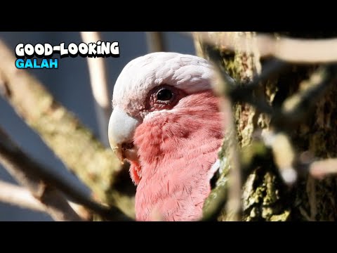 Awesome Galah Bird Getting Some Food