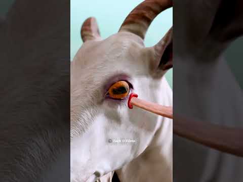 Goat Horns Pierce Their Own Eye ๐ ~ mini wood toy woodworking/art skills/hand crafts/ #shorts