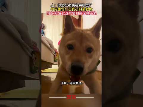 人！你怎麼被關在手機裡了 不用害怕！讓我小狗來救你 #狗狗 #可愛 #有趣 #搞笑 #dog #cute #amazing #funny #laugh #shorts サムネイル