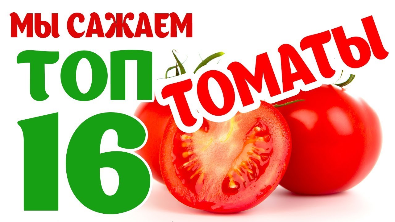 ТОП 16 сортов томатов у нас на огороде. Новинки сезона. Помидор Грифон, черри