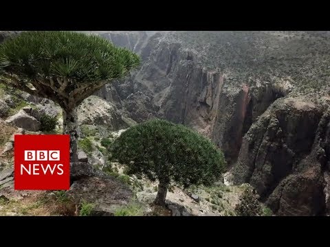 YouTube video thumbnail: Yemen's Island 'Jewel' Under Threat