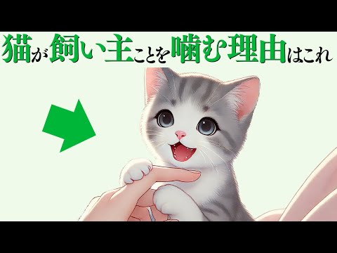 猫の動画サムネイル - 【猫が飼い主のことを噛む本当の理由】 猫の雑学 #猫 #ねこ