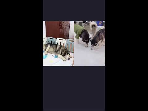 🐶🐶🐶想知道養阿拉斯加犬是什麼樣的體驗？来看我們家洛洛直播吧🥰