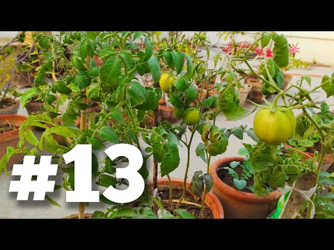 Garden Rebuild #13 | Plants Caring Tips