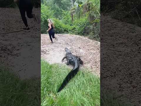 Does Crocodiles Truly Like Capybara?