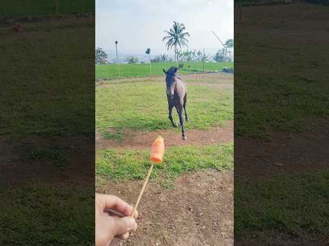 si pinter 🤩🥰😍❤🫰 #horse #animals #horsetrack #viral #humor #funny #memes #fun #love #foryou