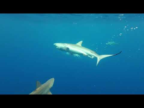 TK takes on his first Monsoon and gets swarmed by aggressive Sharks!