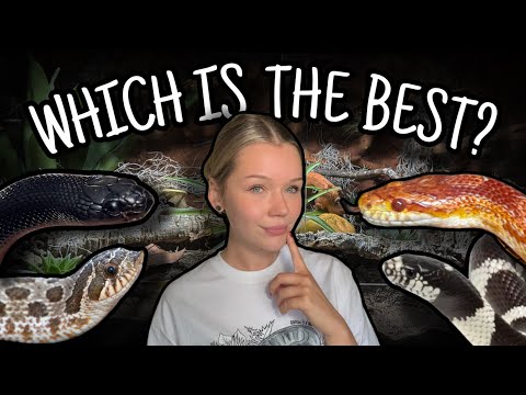 What is the the BEST pet Colubrid?! | Corns, Kings or Hognoses?