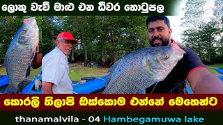 කොරලි තිලාපි ඔක්කොම එන්නේ මෙතෙන්ට🐟🐡 | ලොකු වැව් මාළු ගේන ධීවර තොටුපළ | Caught A Lot Of Big Fishes